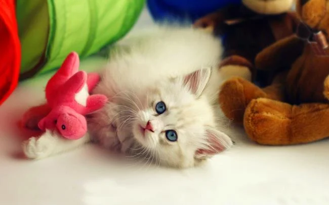 Koleksi gambar anak kucing comel yang comel