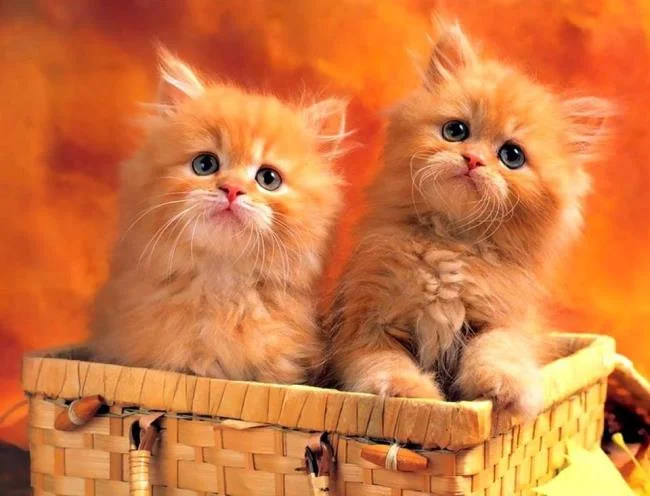 Koleksi gambar anak kucing comel yang comel