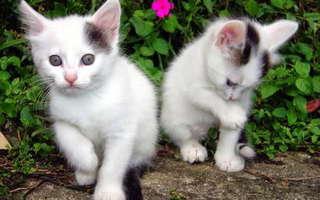 Koleksi gambar anak kucing comel yang comel
