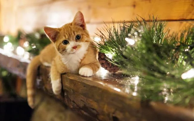 Koleksi gambar anak kucing comel yang comel