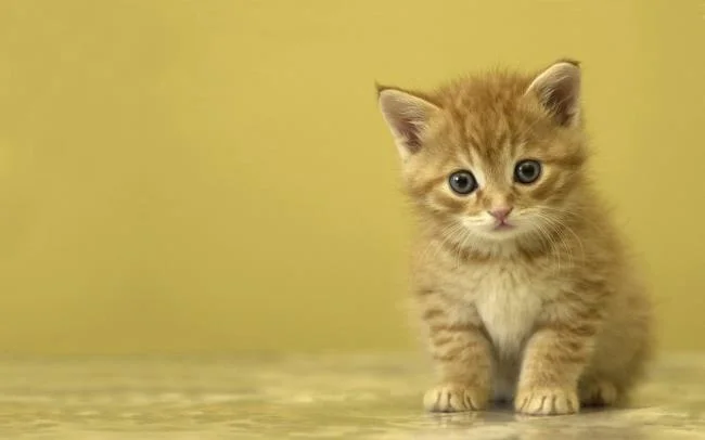 Koleksi gambar anak kucing comel yang comel