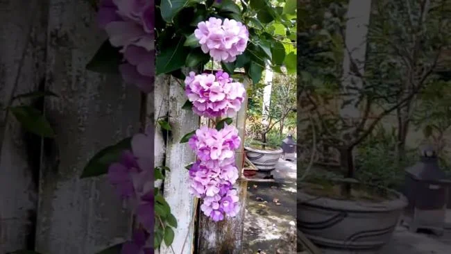 Mengumpulkan gambar orkid bawang putih yang paling indah