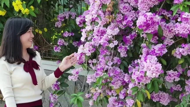 Mengumpulkan gambar orkid bawang putih yang paling indah