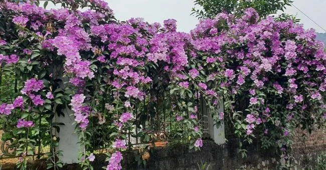 Mengumpulkan gambar orkid bawang putih yang paling indah
