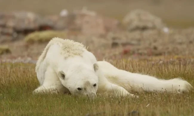 Characteristics of polar bears
