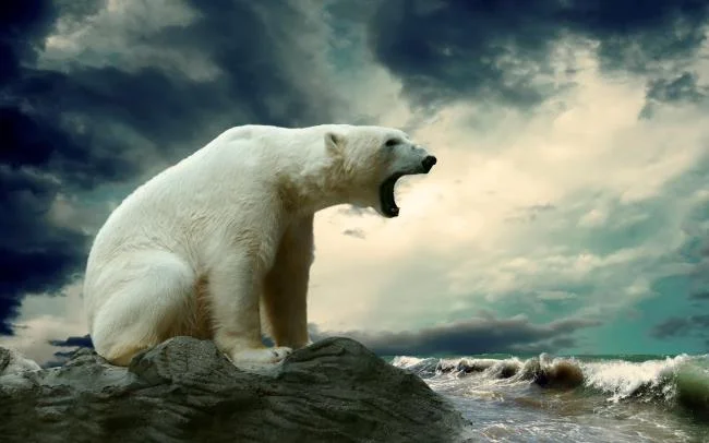 Top pictures of beautiful polar bears attract people to look at