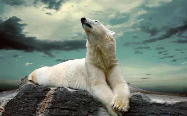 Top pictures of beautiful polar bears attract people to look at