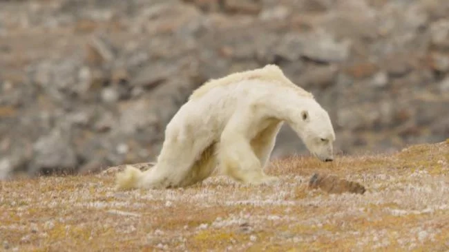 Top pictures of beautiful polar bears attract people to look at