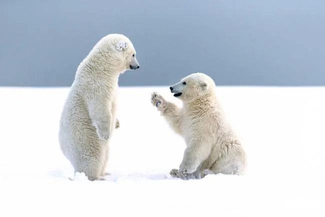Top pictures of beautiful polar bears attract people to look at