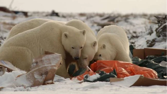 Top pictures of beautiful polar bears attract people to look at