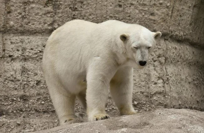 Top pictures of beautiful polar bears attract people to look at