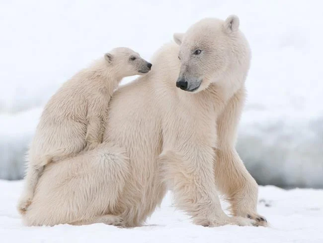 Top pictures of beautiful polar bears attract people to look at