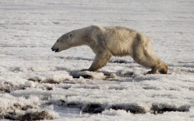 Top pictures of beautiful polar bears attract people to look at