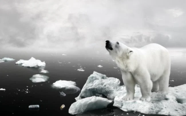 Top pictures of beautiful polar bears attract people to look at