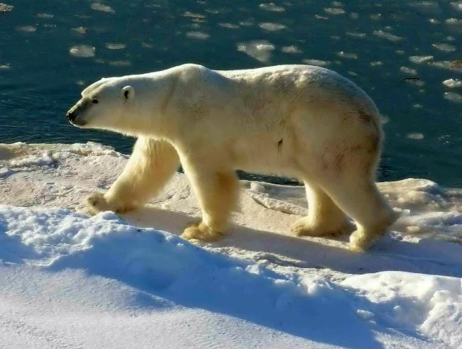 Top pictures of beautiful polar bears attract people to look at