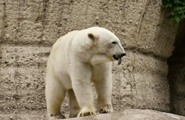 Top pictures of beautiful polar bears attract people to look at