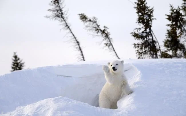 Top pictures of beautiful polar bears attract people to look at