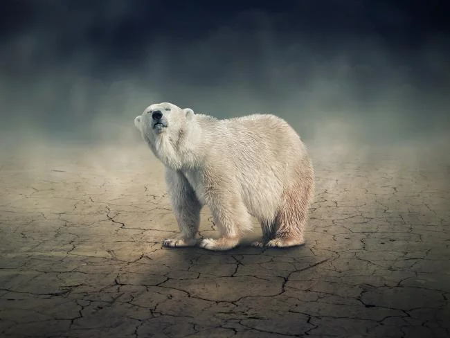 Top pictures of beautiful polar bears attract people to look at