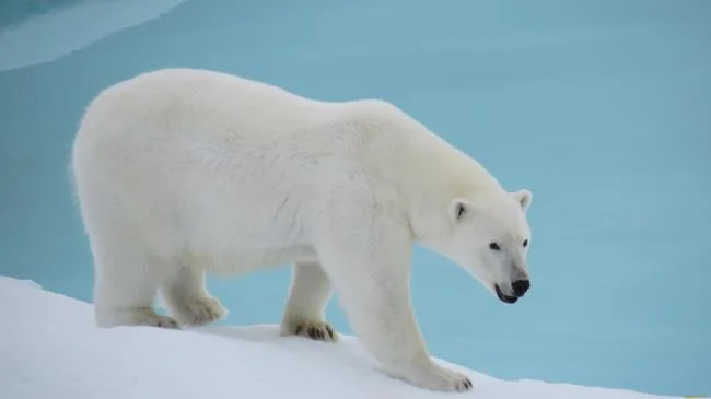 Top pictures of beautiful polar bears attract people to look at