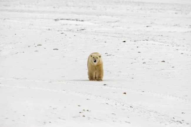 Top pictures of beautiful polar bears attract people to look at