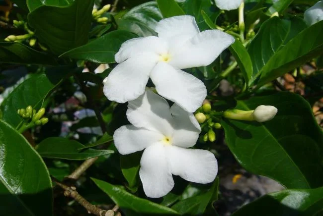 茉莉花圖片