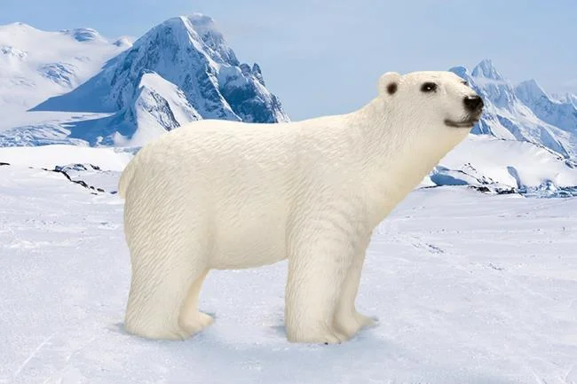 Top pictures of beautiful polar bears attract people to look at