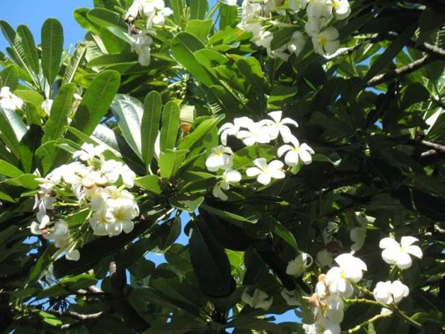 茉莉花的意思