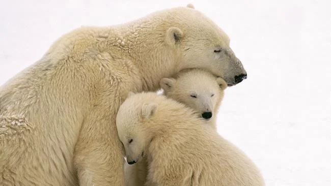 Top pictures of beautiful polar bears attract people to look at
