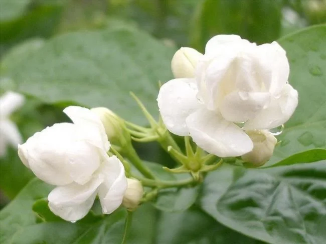 茉莉花的意思