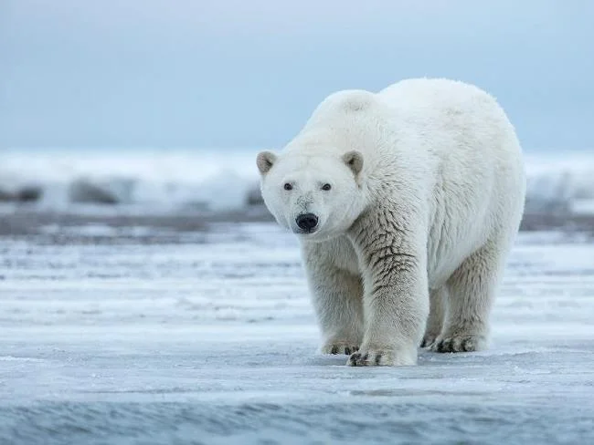 Top pictures of beautiful polar bears attract people to look at
