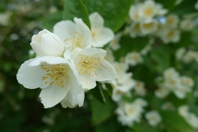 茉莉花的意思