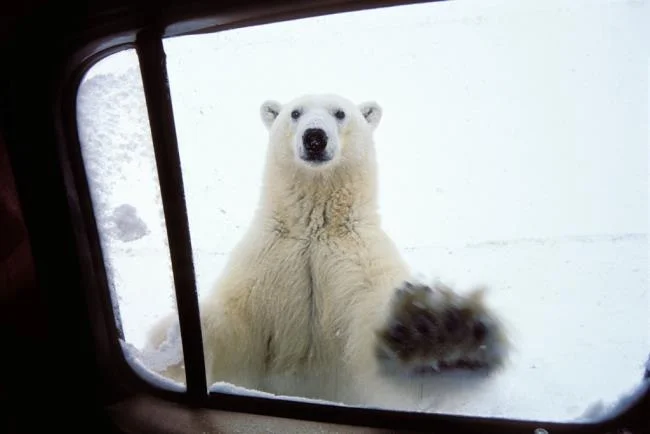 Top pictures of beautiful polar bears attract people to look at