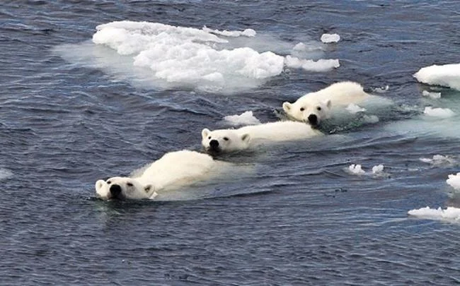 Top pictures of beautiful polar bears attract people to look at