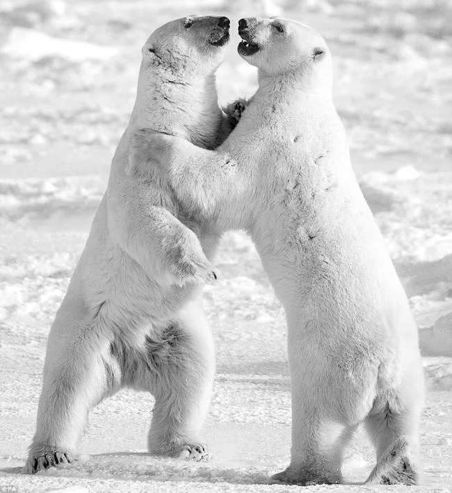 Top pictures of beautiful polar bears attract people to look at