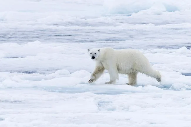Top pictures of beautiful polar bears attract people to look at