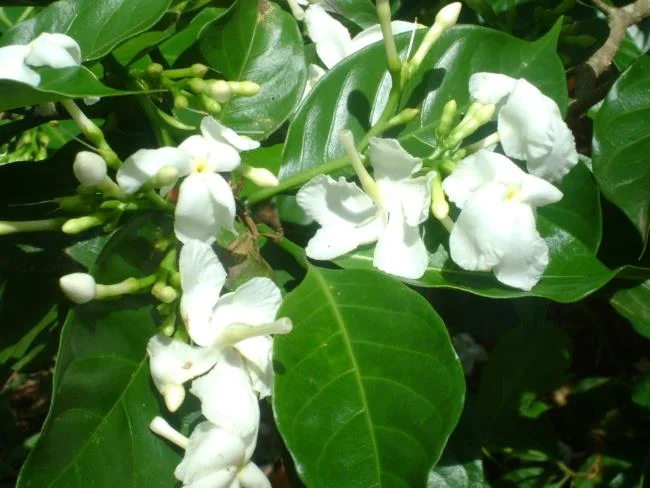 茉莉花的美麗圖片