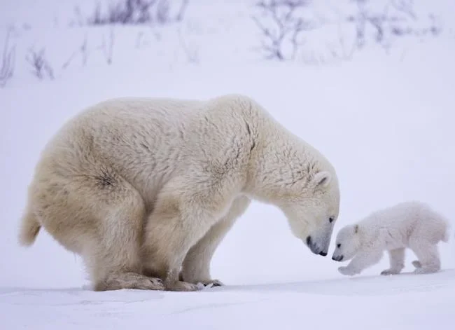 Top pictures of beautiful polar bears attract people to look at