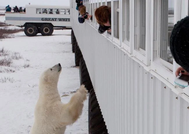 Top pictures of beautiful polar bears attract people to look at