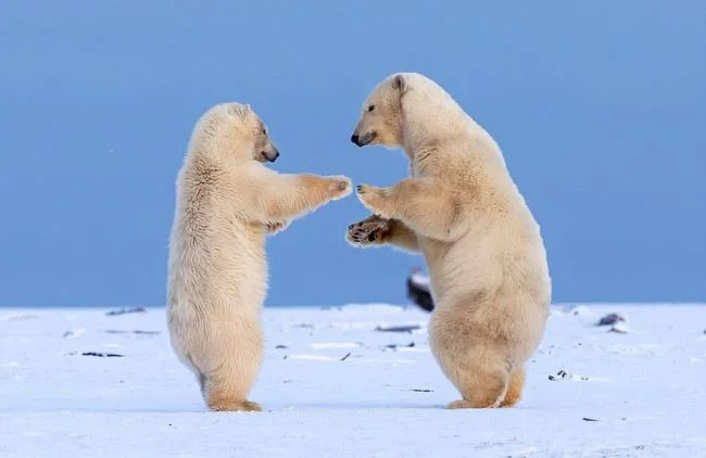 Top pictures of beautiful polar bears attract people to look at
