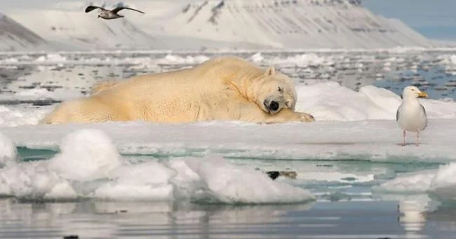 Top pictures of beautiful polar bears attract people to look at