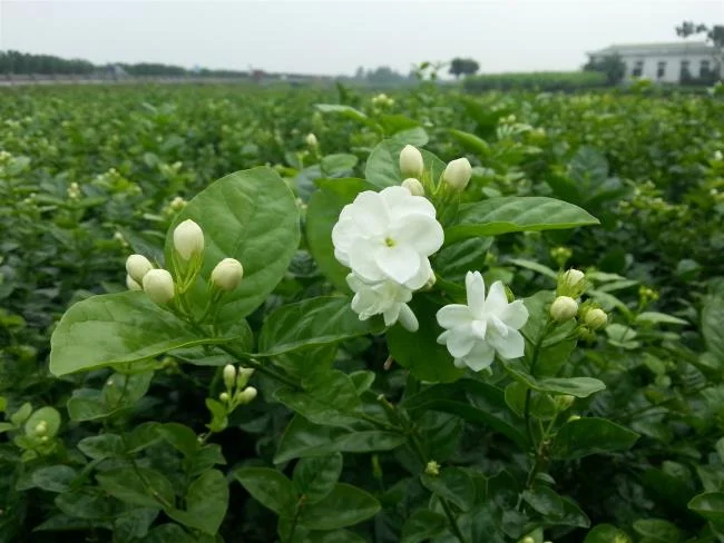 茉莉花的美麗圖片