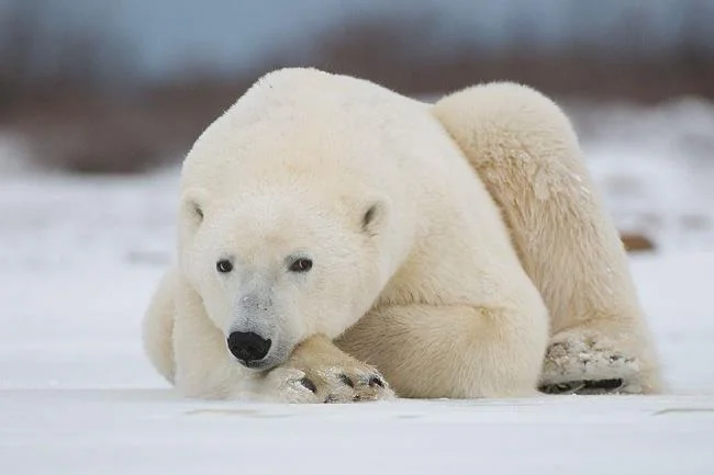 Top pictures of beautiful polar bears attract people to look at