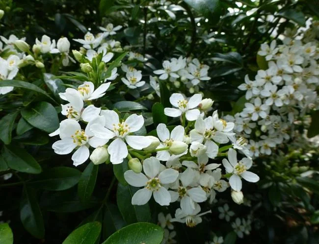 茉莉花的美麗圖片