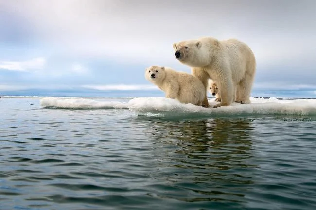 Top pictures of beautiful polar bears attract people to look at