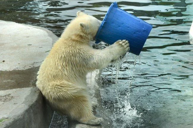 Top pictures of beautiful polar bears attract people to look at