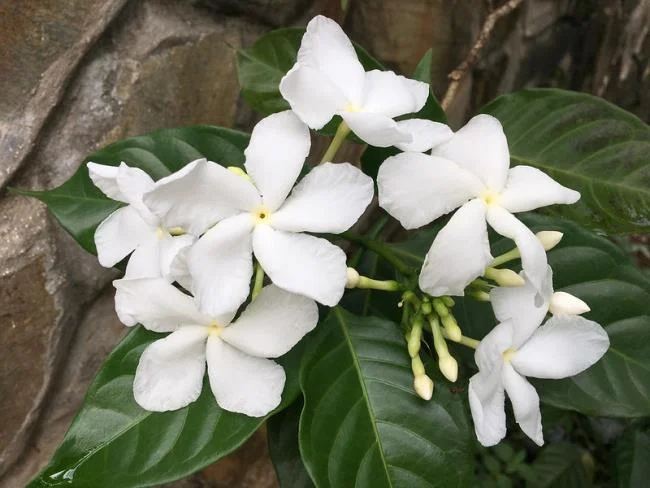 茉莉花的美麗圖片