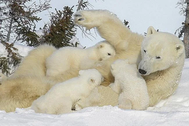 Top pictures of beautiful polar bears attract people to look at