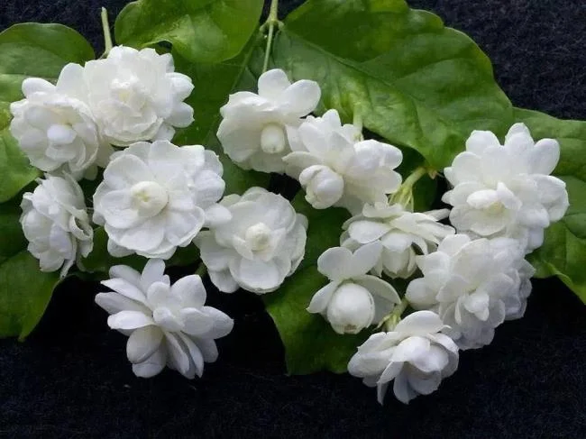 茉莉花的美麗圖片