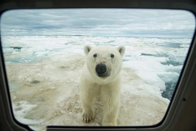 Top pictures of beautiful polar bears attract people to look at
