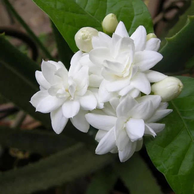 茉莉花的美麗圖片